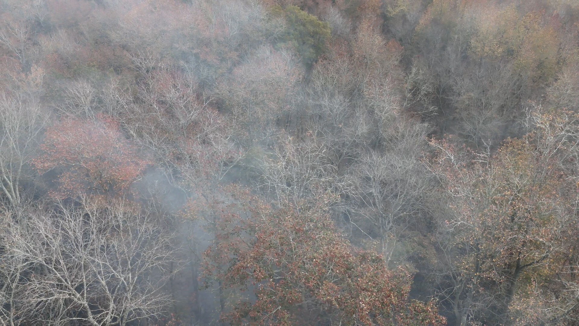 Smoke Above the Trees